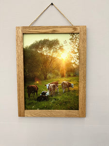 Cows Relax Wood Framed Print