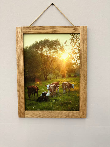 Cows Relax Wood Framed Print